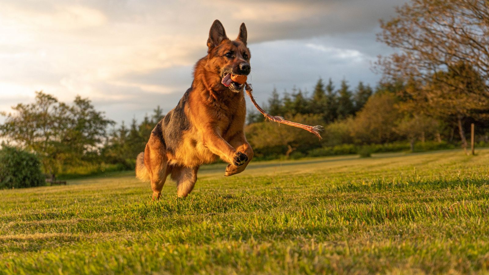 Perros más eficaces que una PCR