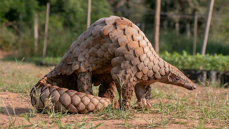 14 horas Fin de Semana - Día Internacional del Pangolín, el animal estigmatizado por el coronavirus en peligro de extinción - Escuchar ahora