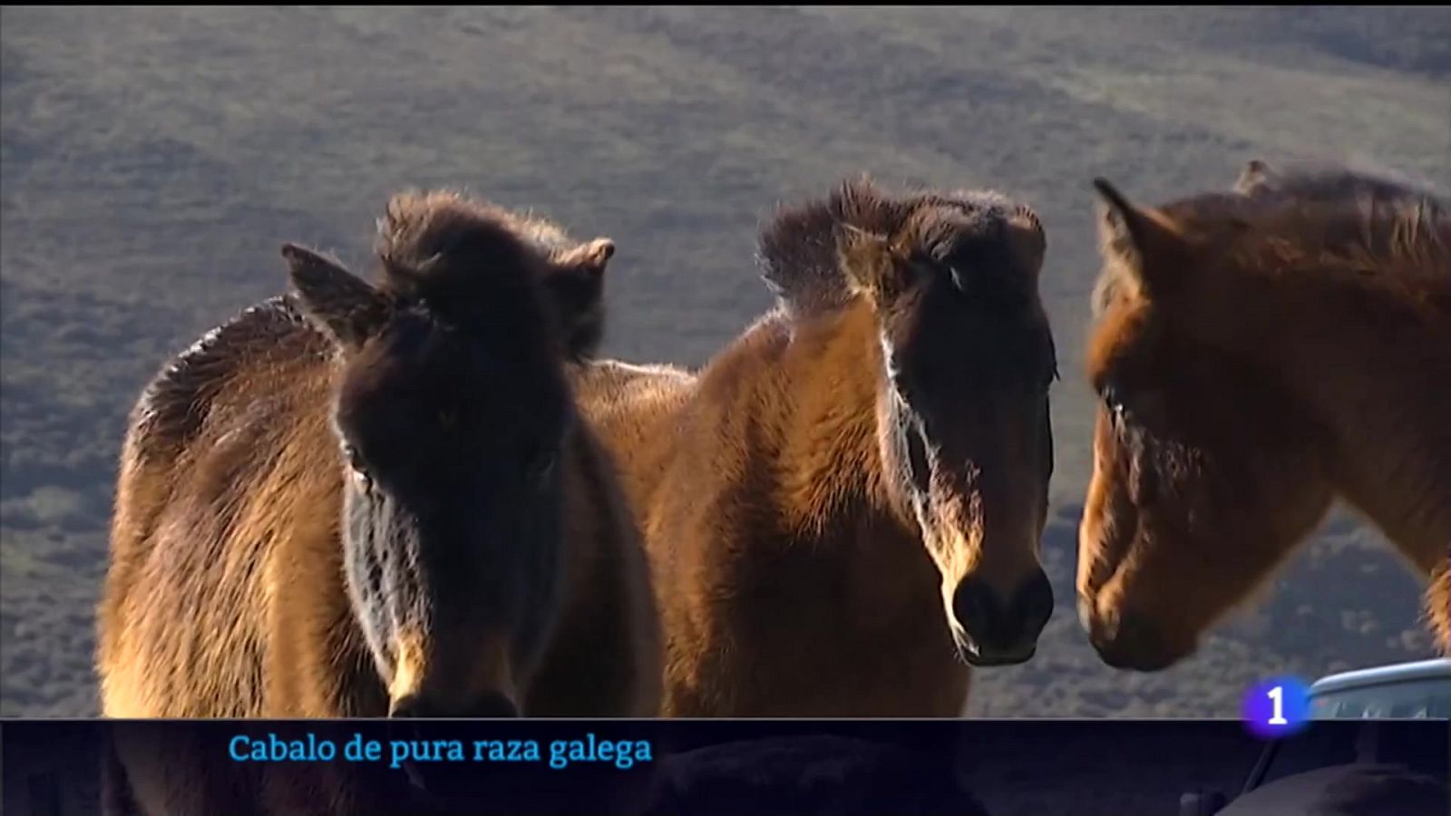 Cen criadores están recuperando o cabalo de pura raza galega 