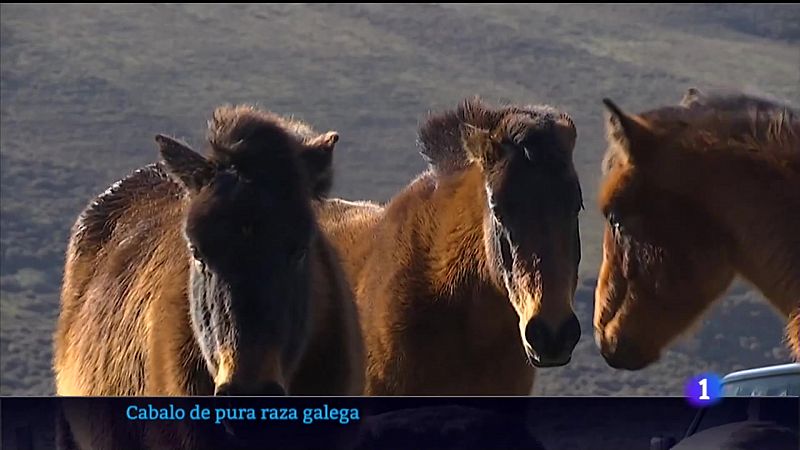 Cen criadores están recuperando o cabalo de pura raza galega 