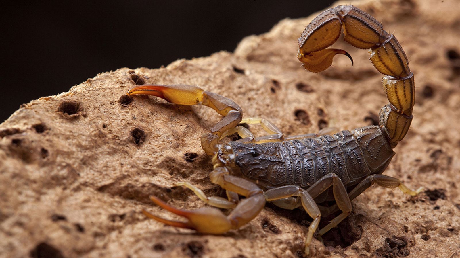 Historias naturales: Comunicarse para vivir - ver ahora