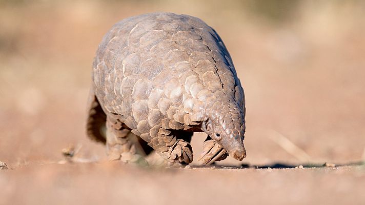 Modo Digital - El pangolín, el animal estigmatizado por el coronavirus, en peligro crítico de extinción