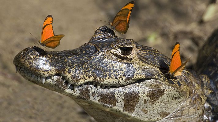 Los rostros de la naturaleza de los Andes