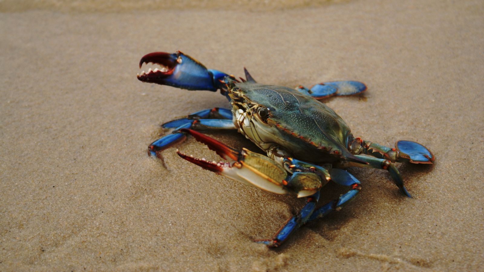 El cangrejo azul: la plaga del Delta del Ebro