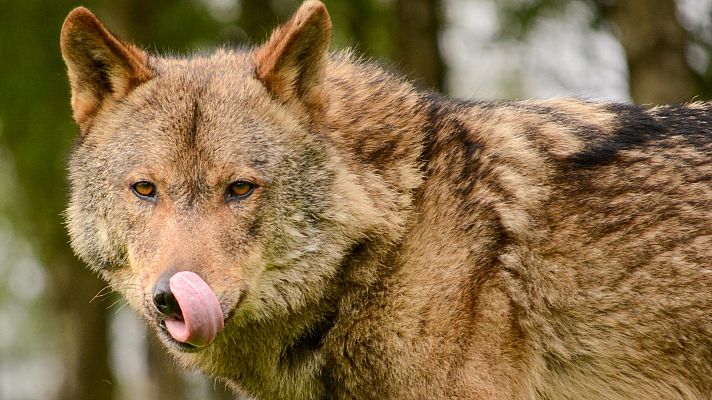 Telediario 1 - Los ganaderos reclaman que pastorear con lobos tiene un precio