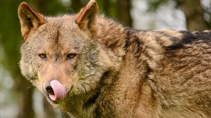 Telediario 1 - Los ganaderos reclaman que pastorear con lobos tiene un precio