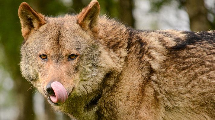 Los ganaderos reclaman que pastorear con lobos tiene un precio