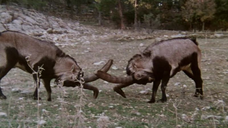 El hombre y la Tierra (Fauna ibrica) - Las sierras de Cazorla y de Segura II - ver ahora