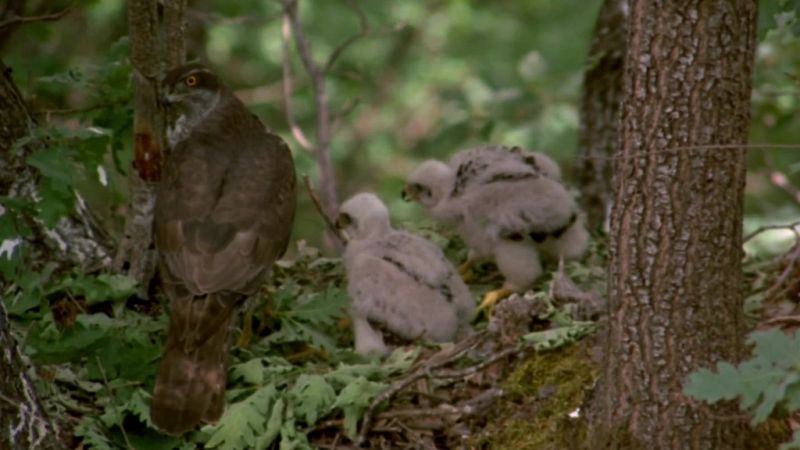 El hombre y la Tierra (Fauna ibrica) - Las sierras de Cazorla y de Segura I - ver ahora