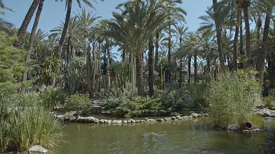 Alicante: Palmeral de Elche