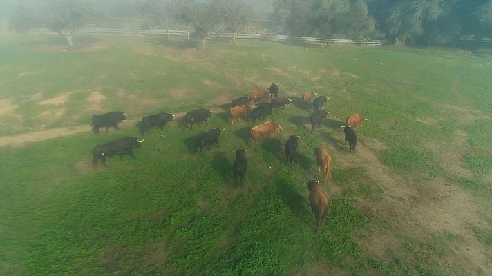 Sevilla, del campo a la tapa