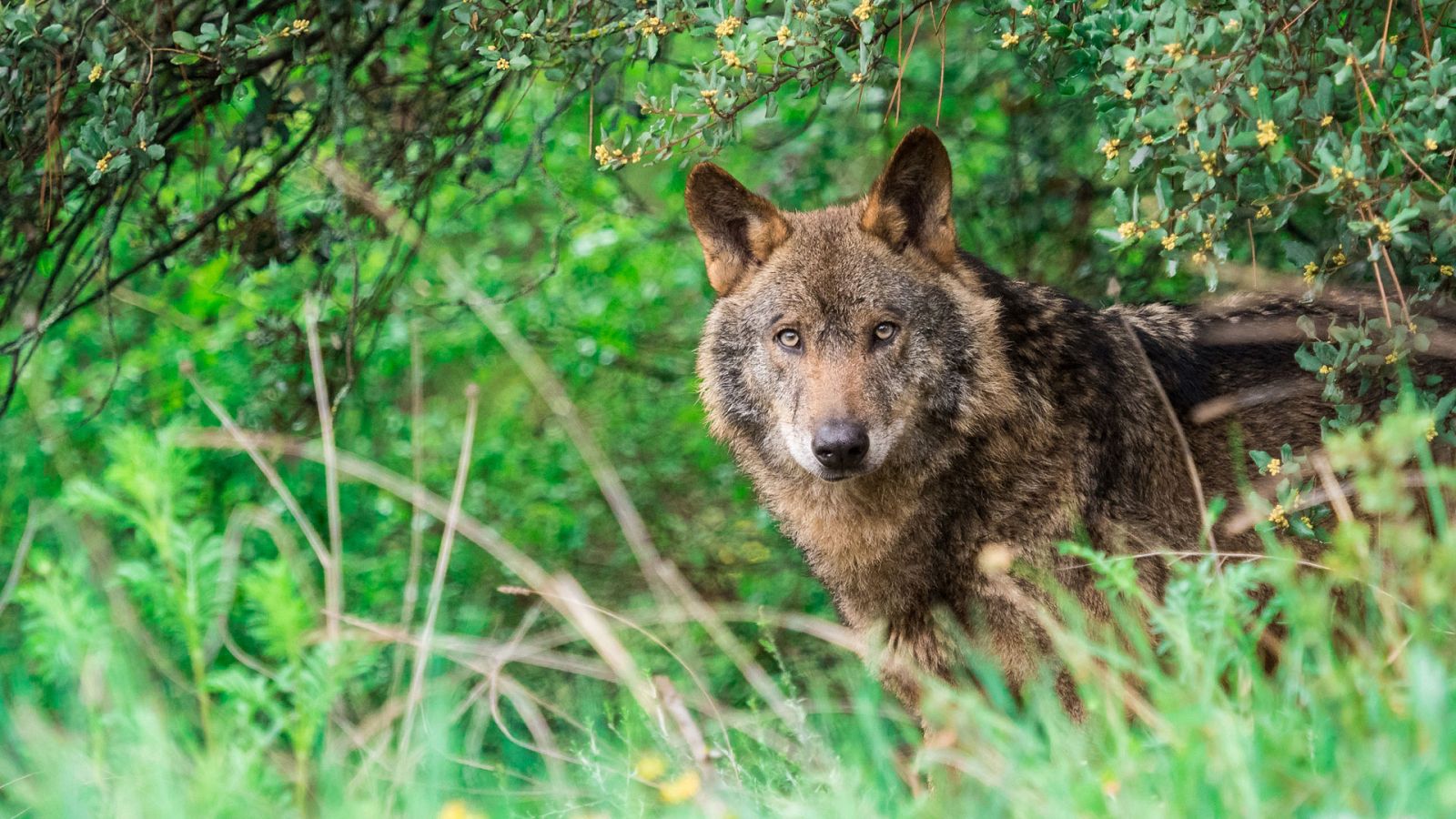 Informe Semanal - En tierra de lobos