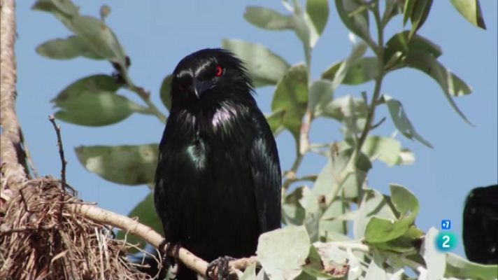 Som Documentals - El paradís austral. Austràlia