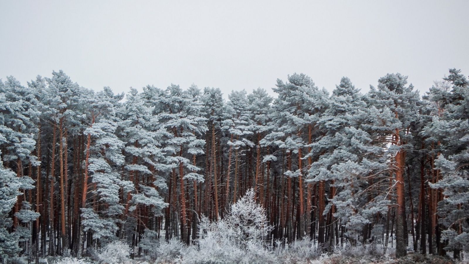 Nevadas por encima de 900/1200 m en el entorno de los sistemas Central e Ibérico - Ver ahora