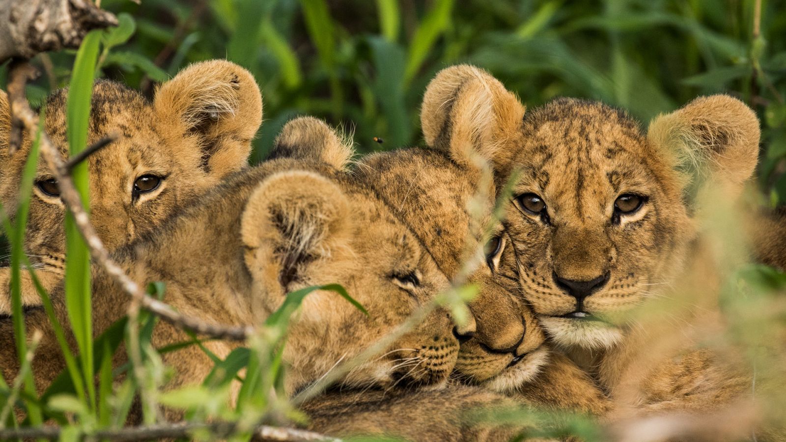 Rebelión en el reino salvaje - Episodio 1: Un enemigo entre nosotros - ver ahora