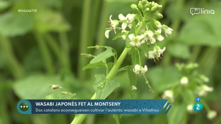 Un cultiu de wasabi al Montseny