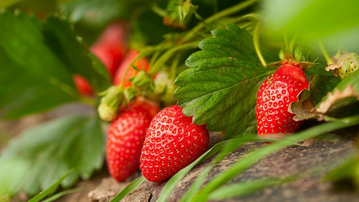 Fresas de Huelva, denominación de origen