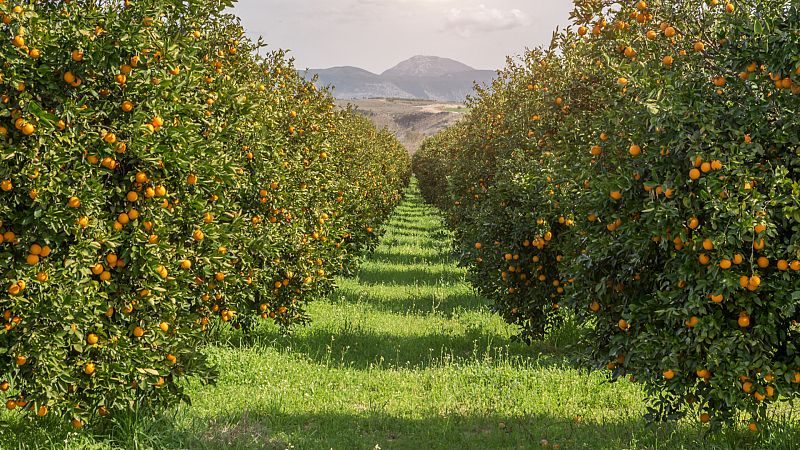 El valle de ricote, el lugar donde florecen los árboles frutales