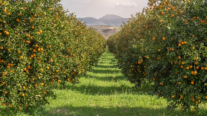 El Valle de Ricote, un oasis de árboles frutales en Murcia