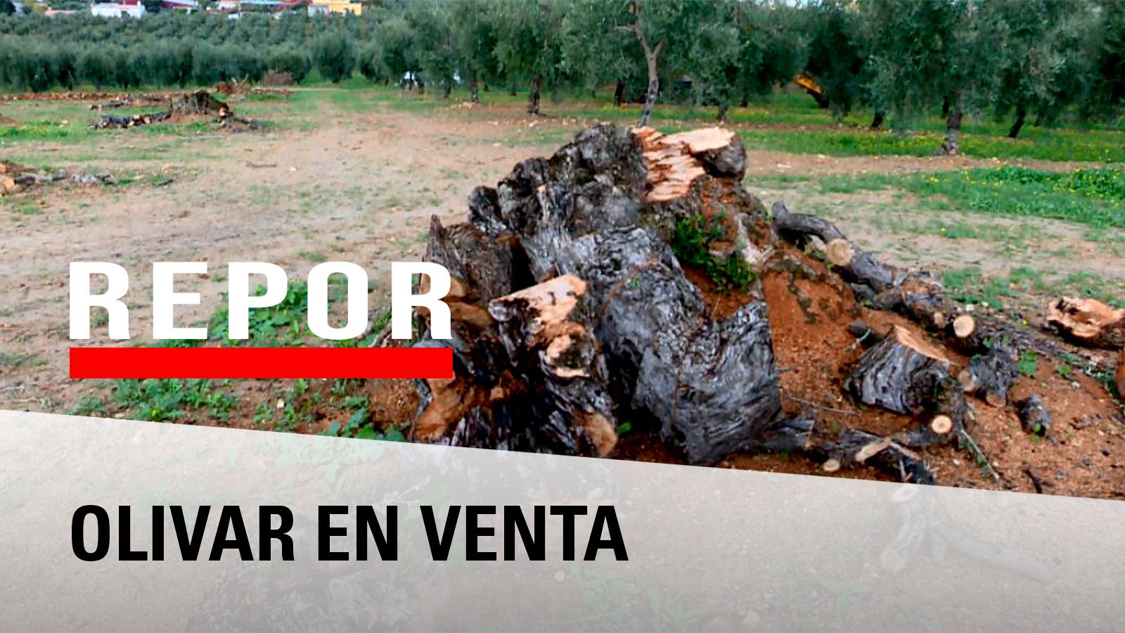 Repor - Olivar en venta