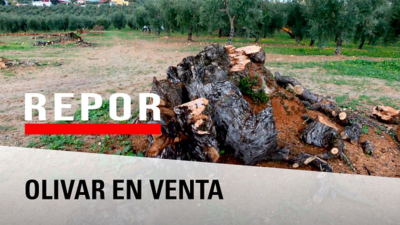 Repor - Olivar en venta reportaje sobre el expolio de olivos milenarios, una riqueza inmaterial que al no ser productivo se arranca para su comercialización entre particulares