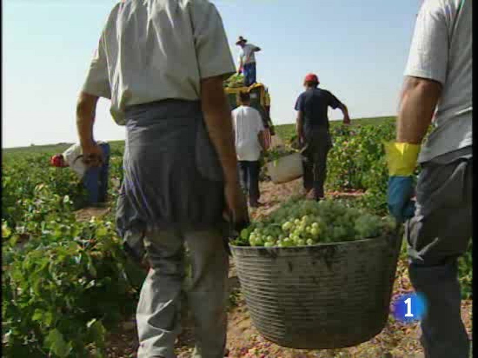 La sequía reduce la cosecha de uva en 2009