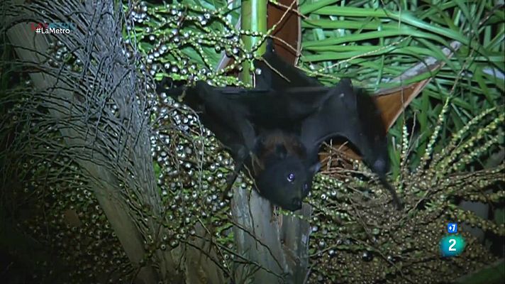 La Metro - Ratpenats a la vinya