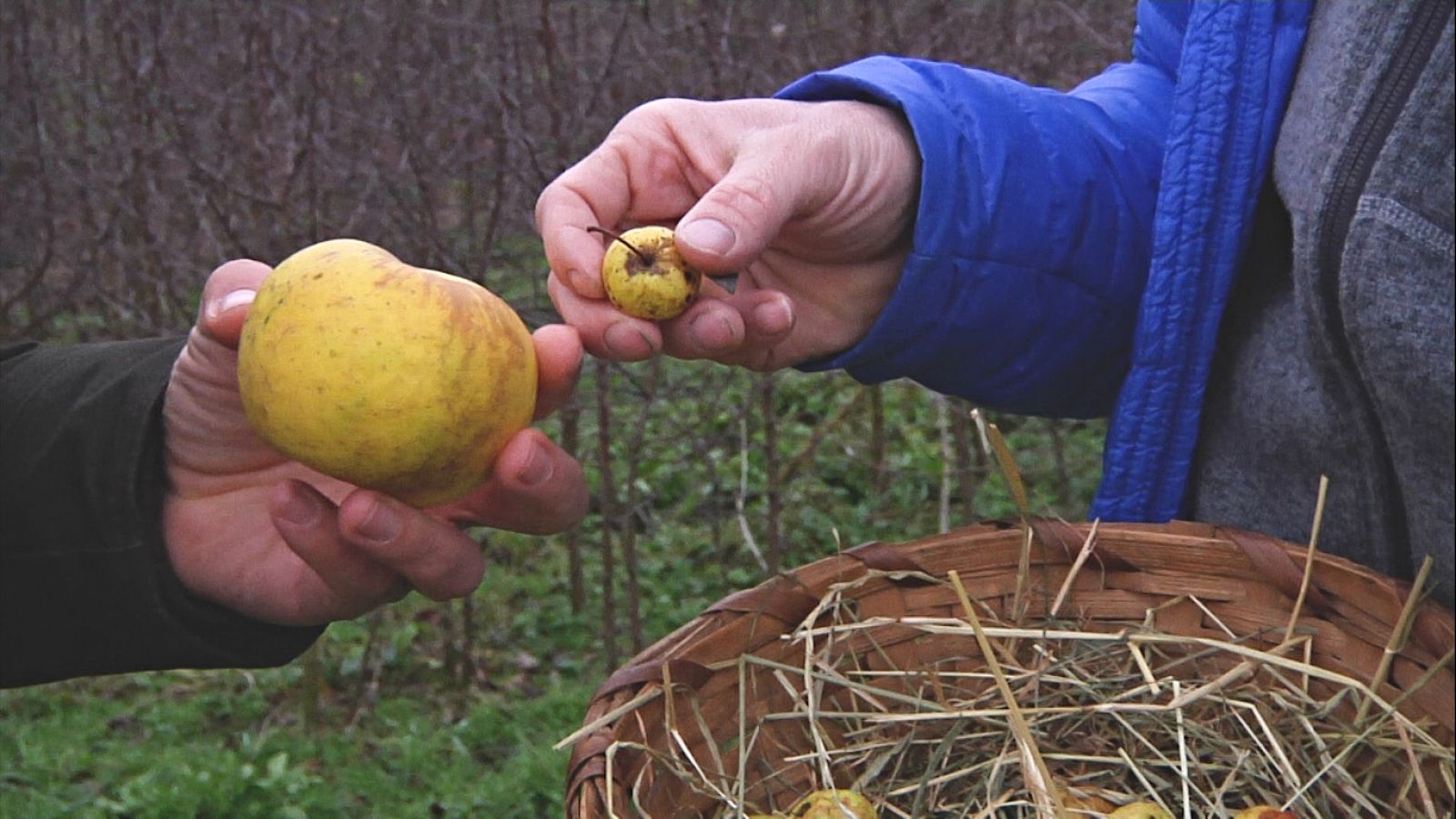 ¿Qué es la patxaka? Conocemos la manzana de Navarra