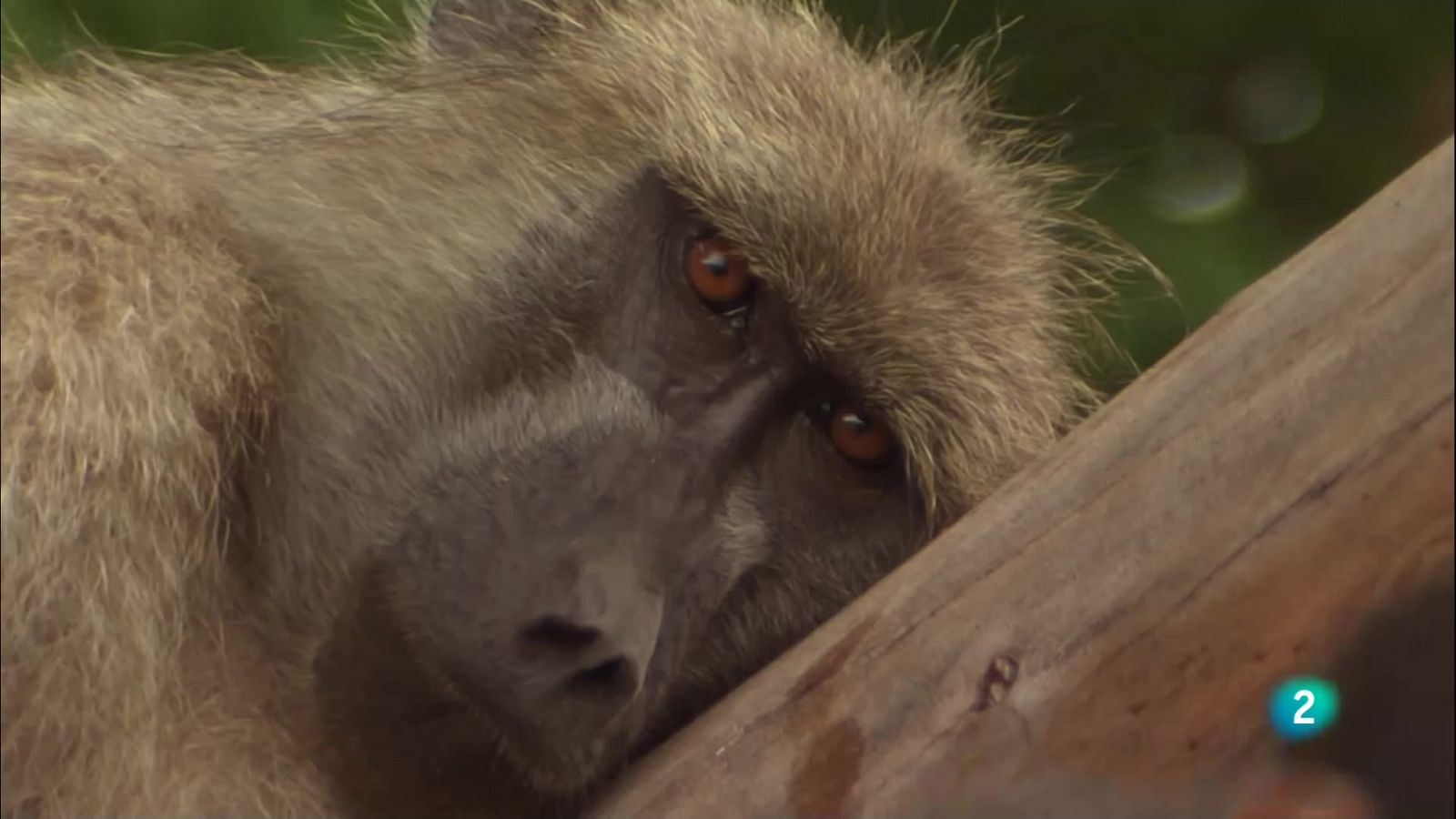 Grans Documentals - La reina dels babuïns