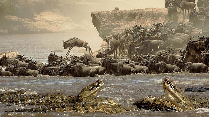 Masai Mara, la gran cacería