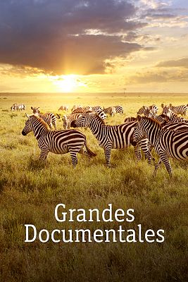 Grandes documentales - Masai Mara, la gran cacería