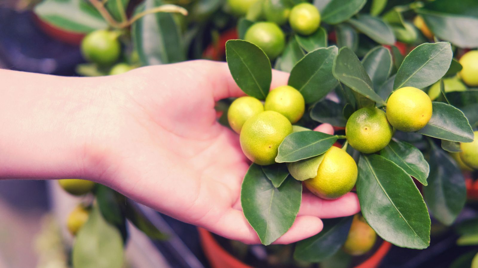 Kumquat, calamondín, sanguinela... ¿conoces estos cítricos enanos?