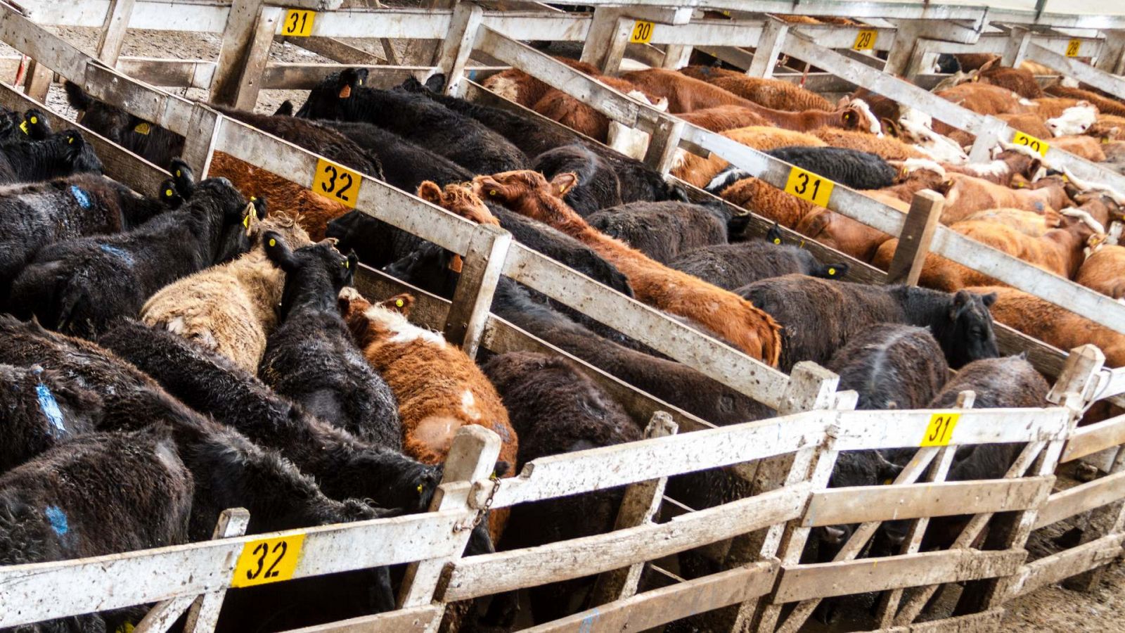 3.000 vacas varadas frente al puerto de Cartagena