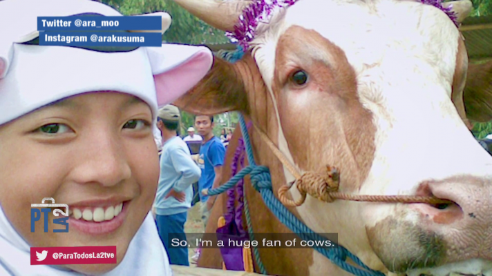 Renovar las granjas de vacas en Indonesia. Ara Kusuma