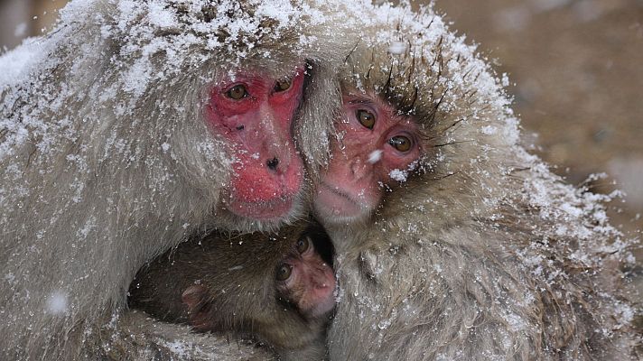 Somos Documentales - Hacer el mono