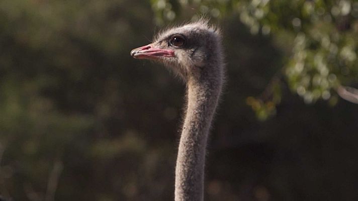¡Qué animal! - ¿Tiene alguna ventaja para un ave no poder volar?
