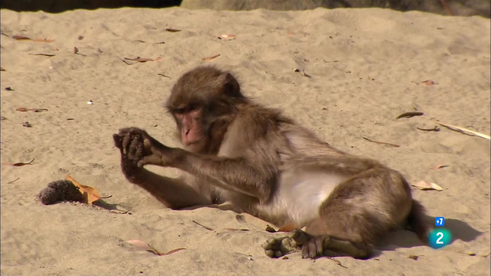 Grans Documentals - Fer el mico