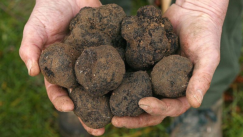 Las condiciones del suelo, la altitud y el clima de España han propiciado la proliferación de cultivos de trufa negra