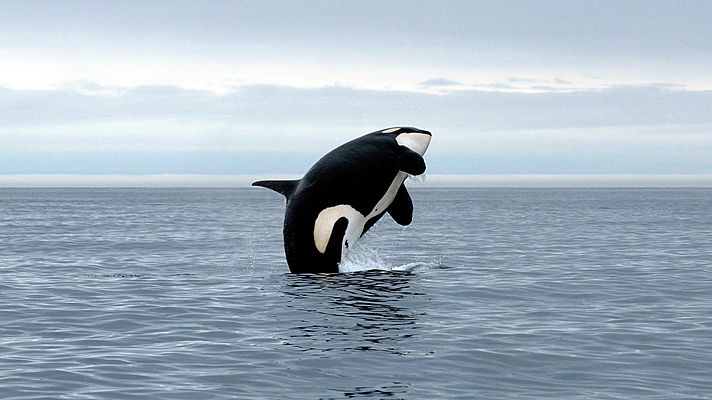 La Patagonia. La costa de las orcas