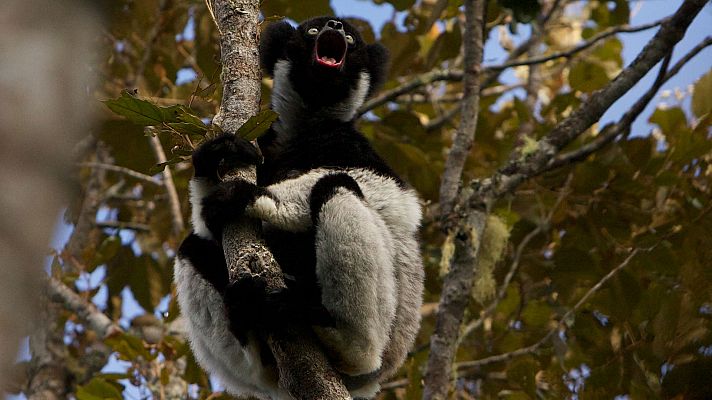 La selva de los espíritus. Madagascar