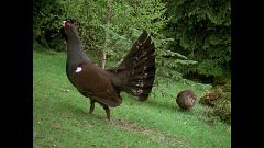 El hombre y la Tierra (Fauna ibérica) - Al borde de la extinción I