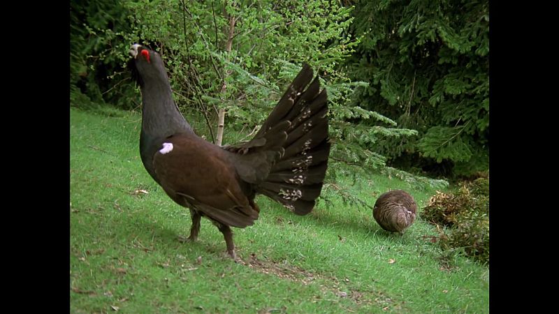 El hombre y la Tierra (Fauna ib�rica) - Al borde de la extinci�n, 1 - ver ahora