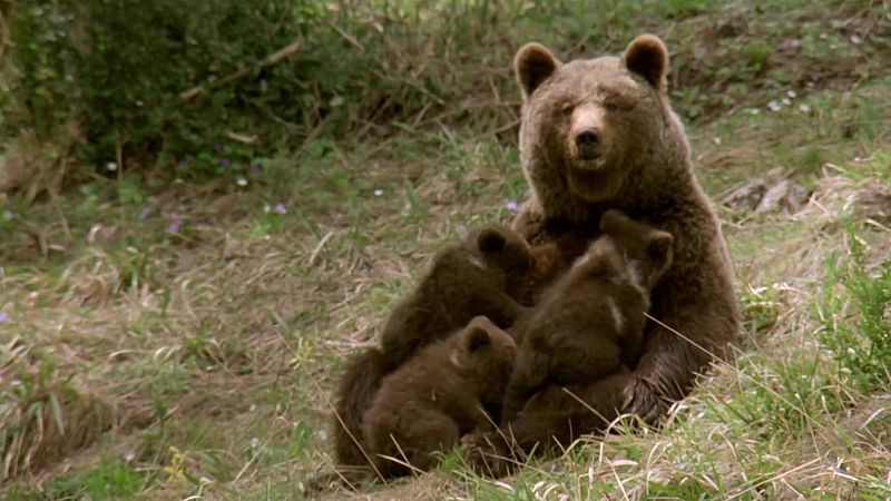 El hombre y la Tierra (Fauna ibrica) - Al borde de la extincin, 2 - ver ahora