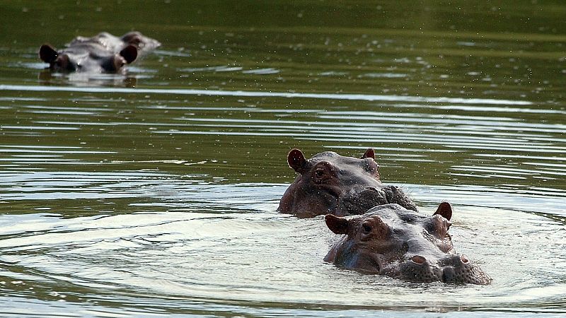 Los hipopótamos del narco Escobar se reproducen sin control en Colombia