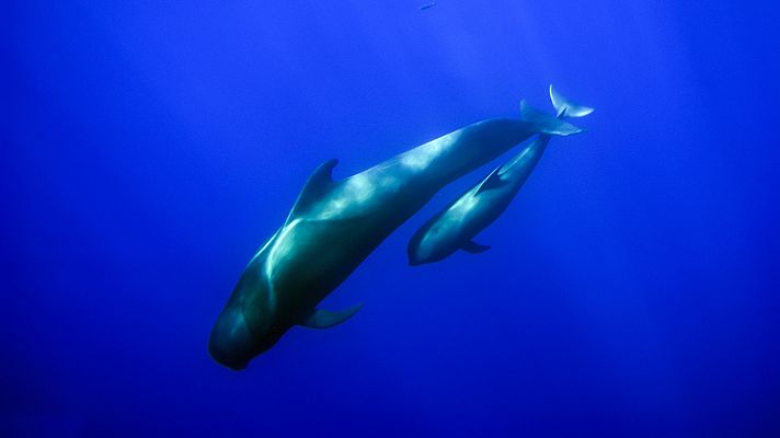 El primer lugar Patrimonio de Ballenas en Europa se encuentra en las Islas Canarias