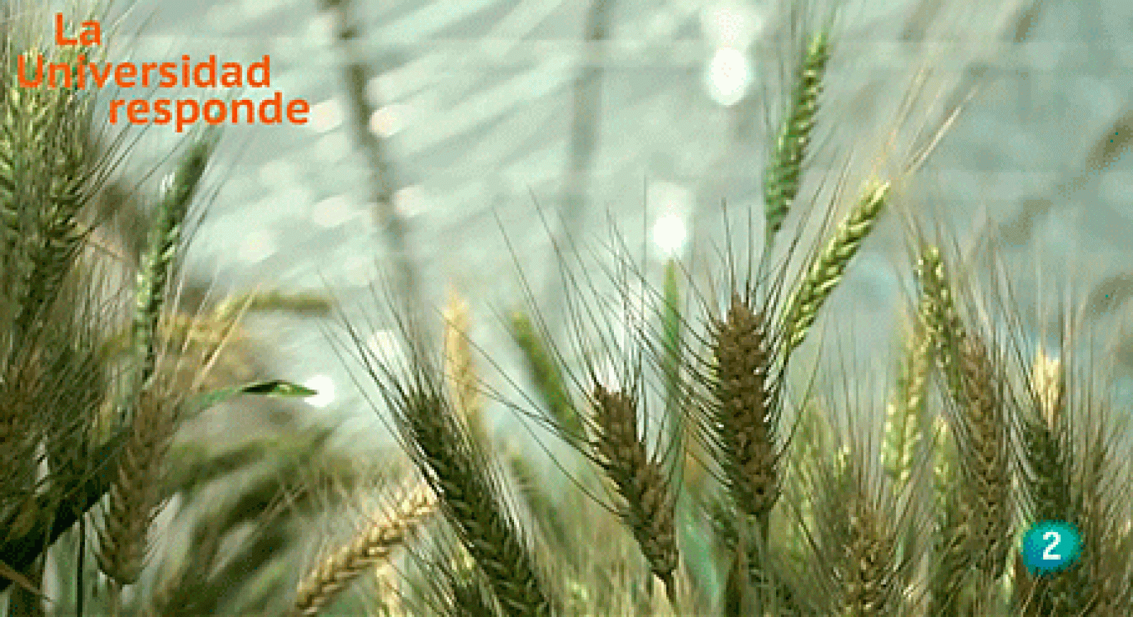 La aventura del saber - ¿Qué aporta la selección genómica a la mejora de un cultivo como el trigo?