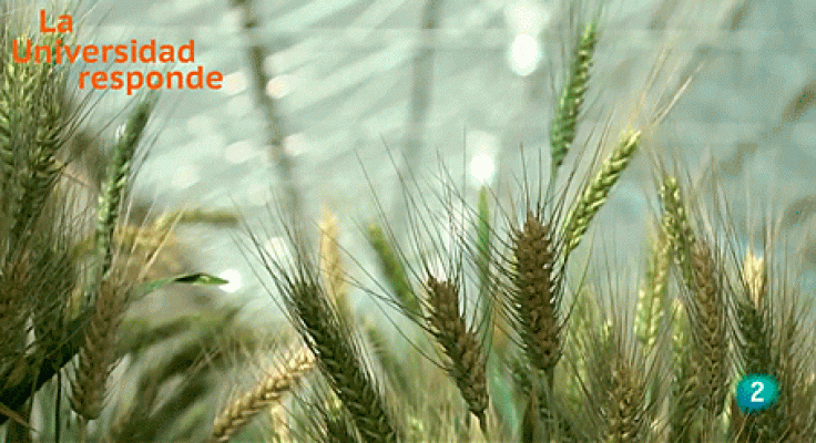 ¿Qué aporta la selección genómica al cultivo del trigo?