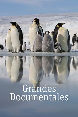 Supersentidos. Fuerzas especiales - Cuerpos de élite