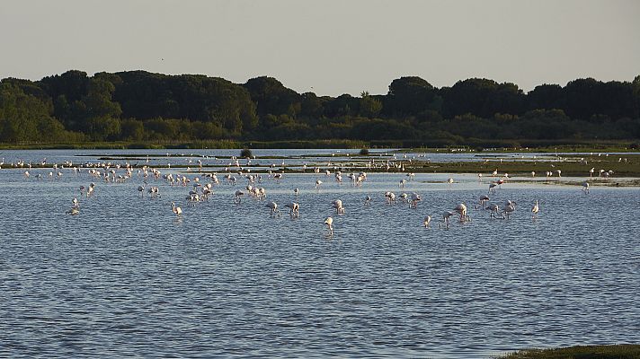 España Directo - Un día en el parque de Doñana