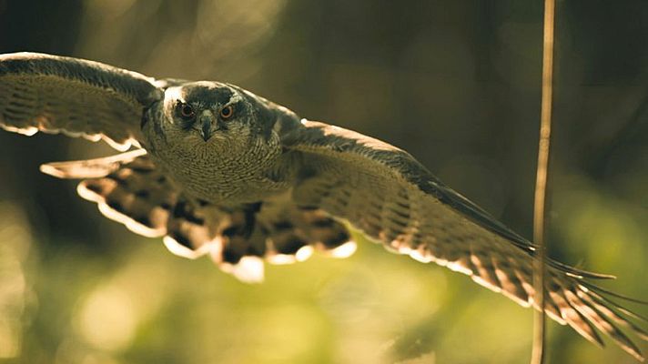 Corea salvaje - Más allá de las fronteras